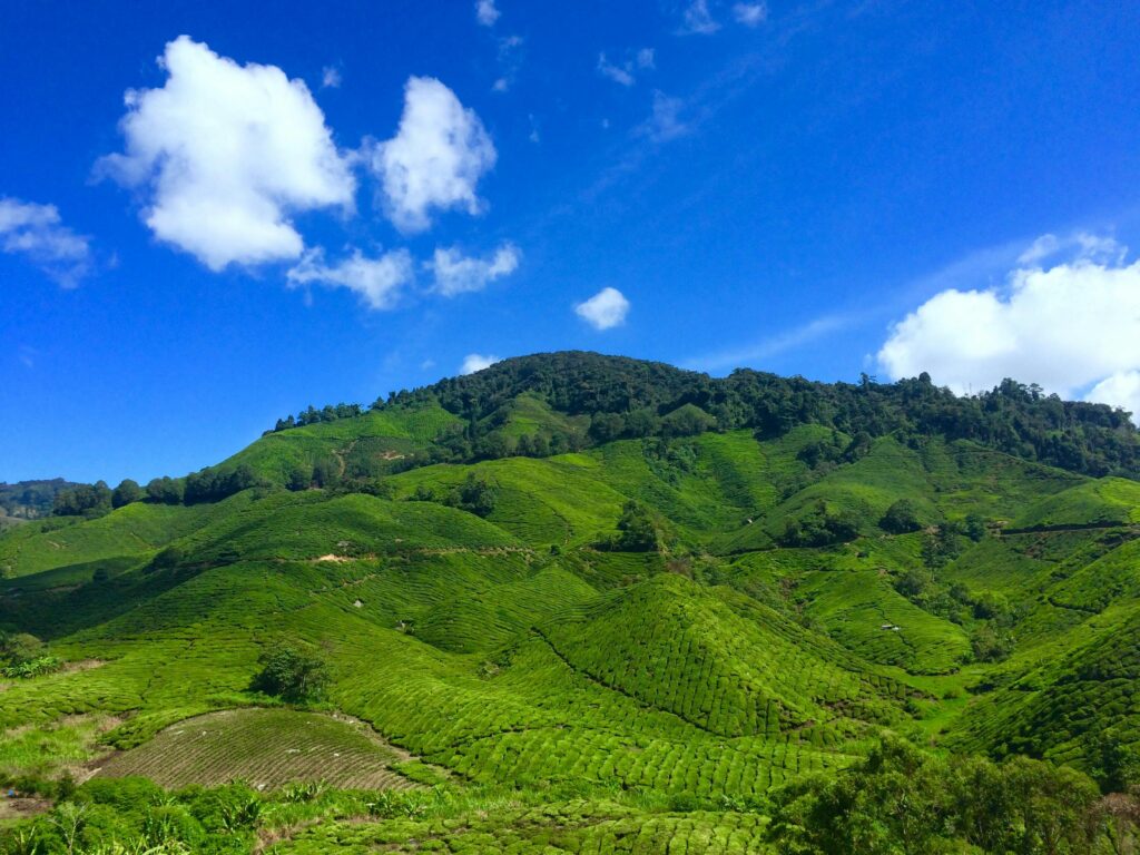 Vibrant green tea plantations spread across rolling hills in Cameron Highlands, Malaysia.
